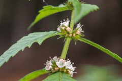 Lycopus europaeus_Joaquim Reberte