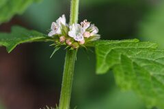 Lycopus europaeus_Joaquim Reberte