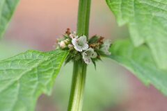 Lycopus europaeus_Joaquim Reberte