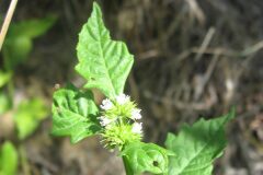 Lycopus europaeus_Jordi Puyuelo