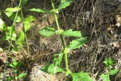 Lycopus europaeus_Jordi Puyuelo