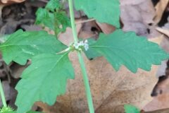 Lycopus europaeus_Merce Vallicrosa CC BY-NC