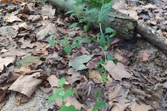 Lycopus europaeus_Merce Vallicrosa CC BY-NC