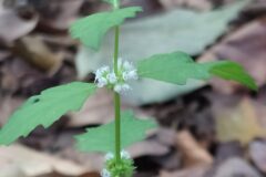 Lycopus europaeus_Merce Vallicrosa CC BY-NC