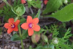 Lysimachia arvensis_Joanjo Garcia CC BY-NC