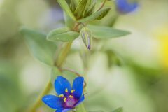 Lysimachia arvensis_Joaquim Reberte