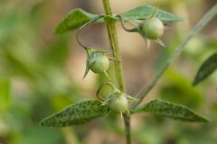 Lysimachia arvensis_Joaquim Reberte