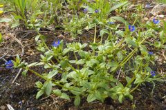 Lysimachia arvensis_Joaquim Reberte