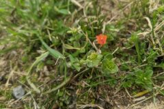Lysimachia arvensis_Katarzyna Zarnowiec CC BY-SA