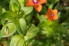 Lysimachia arvensis_Merce Vallicrosa CC BY-NC