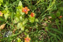 Lysimachia arvensis_Merce Vallicrosa CC BY-NC