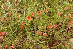 Lysimachia arvensis_Neus Julia CC BY-SA