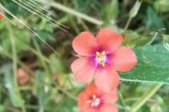 Lysimachia arvensis_Neus Julia CC BY-SA