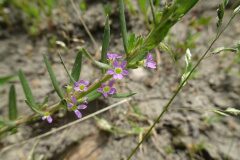 Lythrum hyssopifolia_Josep Llovera CC BY-NC