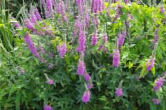 Lythrum salicaria_Roger Vila CC BY-NC