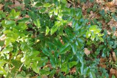 Mahonia aquifolium_Josep Gesti CC BY-SA