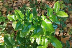 Mahonia aquifolium_Josep Gesti CC BY-SA