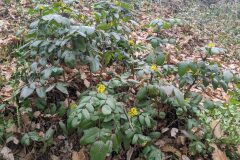 Mahonia aquifolium_Katarzyna Zarnowiec CC BY-SA