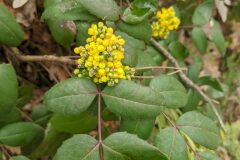 Mahonia aquifolium_Katarzyna Zarnowiec CC BY-SA