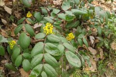 Mahonia aquifolium_Katarzyna Zarnowiec CC BY-SA