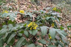 Mahonia aquifolium_Katarzyna Zarnowiec CC BY-SA