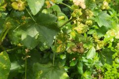 Malva arborea_Merce Vallicrosa CC BY-NC