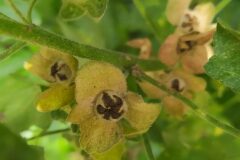 Malva arborea_Merce Vallicrosa CC BY-NC