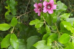 Malva arborea_Merce Vallicrosa CC BY-NC