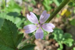 Malva multiflora_Jordi Bassols CC BY-NC SA