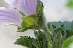 Malva multiflora_Jordi Bassols CC BY-NC SA