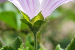 Malva multiflora_Jordi Bassols CC BY-NC SA