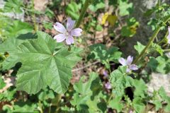 Malva multiflora_Jordi Bassols CC BY-NC SA