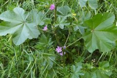 Malva multiflora_Merce Vallicrosa CC BY-NC