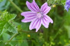 Malva multiflora_Merce Vallicrosa CC BY-NC