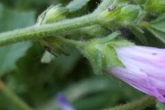 Malva multiflora_Merce Vallicrosa CC BY-NC