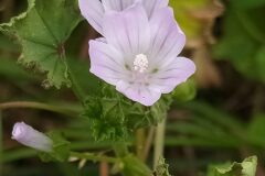 Malva neglecta_Merce Vallicrosa CC BY-NC