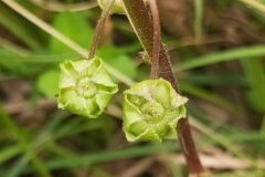 Malva neglecta_Merce Vallicrosa CC BY-NC