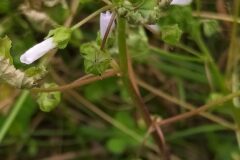 Malva neglecta_Merce Vallicrosa CC BY-NC