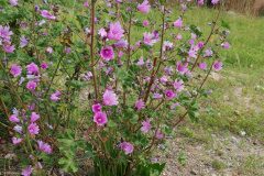 Malva sylvestris_Alexandra Perandones