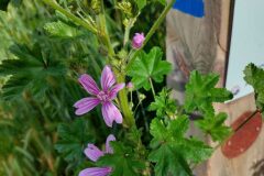 Malva sylvestris_Dolors Marsol