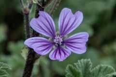 Malva sylvestris_Gloria Busquets