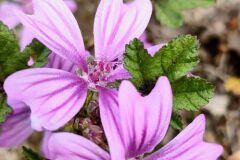 Malva sylvestris_Isabel Gallen