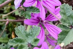 Malva sylvestris_Isabel Gallen