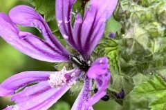 Malva sylvestris_Joan Alis
