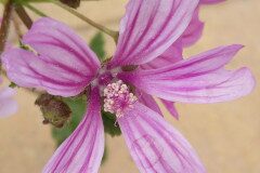 Malva sylvestris_Joan Andreu