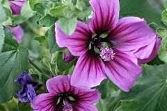 Malva sylvestris_Jordi Bassi