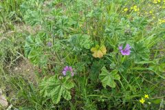 Malva sylvestris_Katarzyna Zarnowiec CC BY-SA