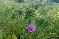 Malva sylvestris_Katarzyna Zarnowiec CC BY-SA