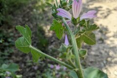 Malva sylvestris_Katarzyna Zarnowiec CC BY-SA
