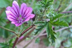 Malva sylvestris_Kris Van Puymbroeck